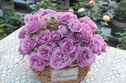 Rose  ’ Kinda Blue  | 微蓝  ‘