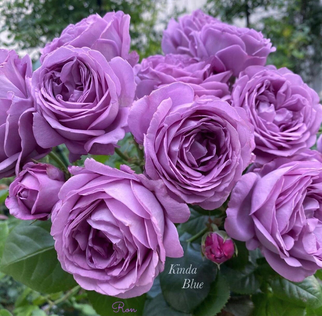 Rose  ’ Kinda Blue  | 微蓝  ‘