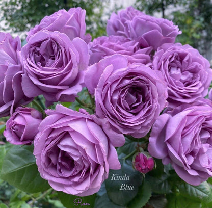 Rose  ’ Kinda Blue  | 微蓝  ‘