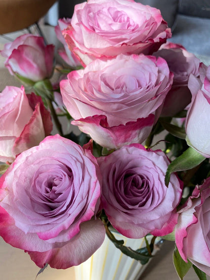 Rare Rose  ’Glamorous | 气场‘  - New Variety