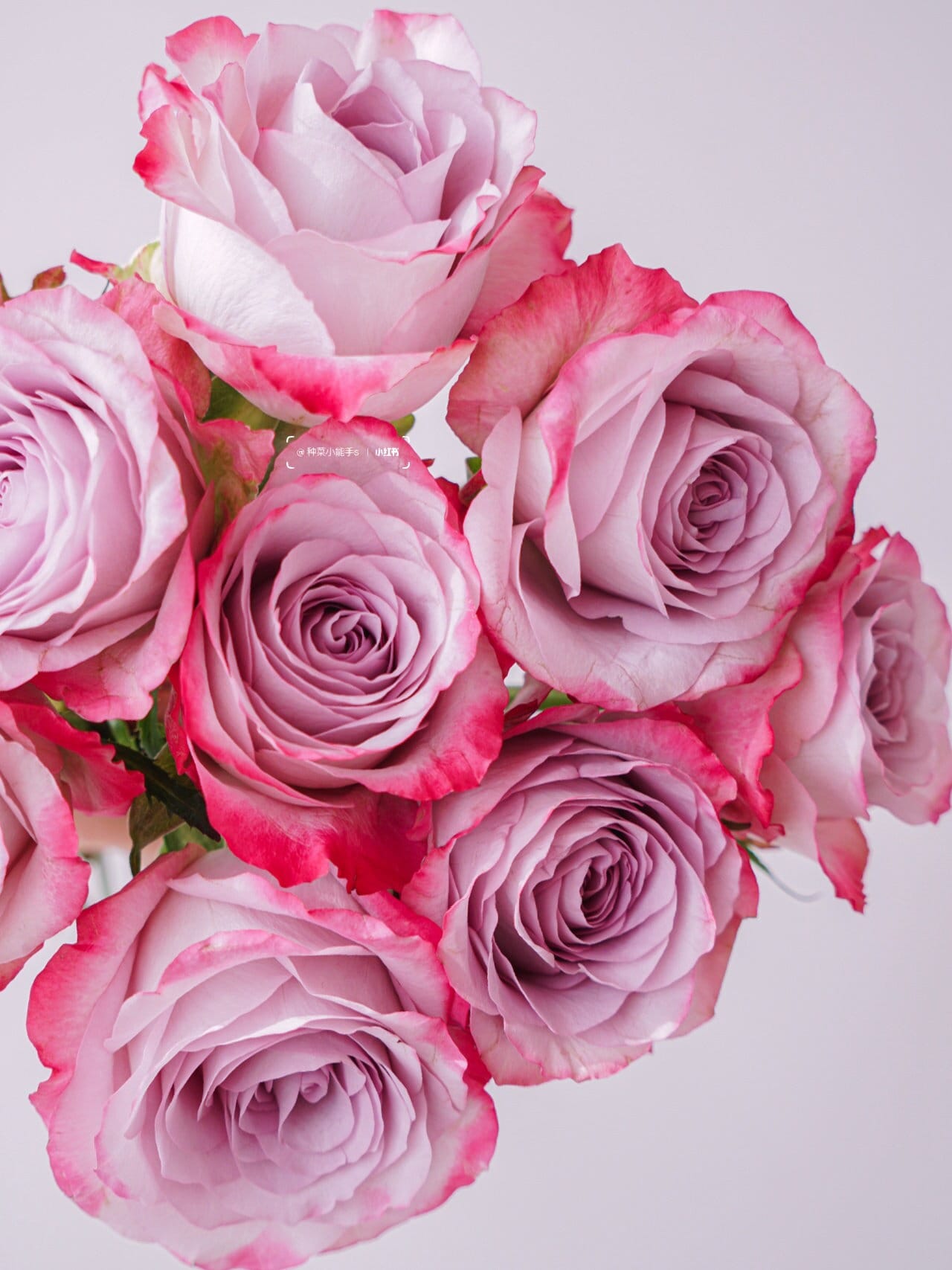 Rare Rose  ’Glamorous | 气场‘  - New Variety