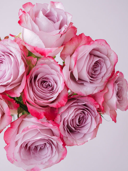 Rare Rose  ’Glamorous | 气场‘  - New Variety