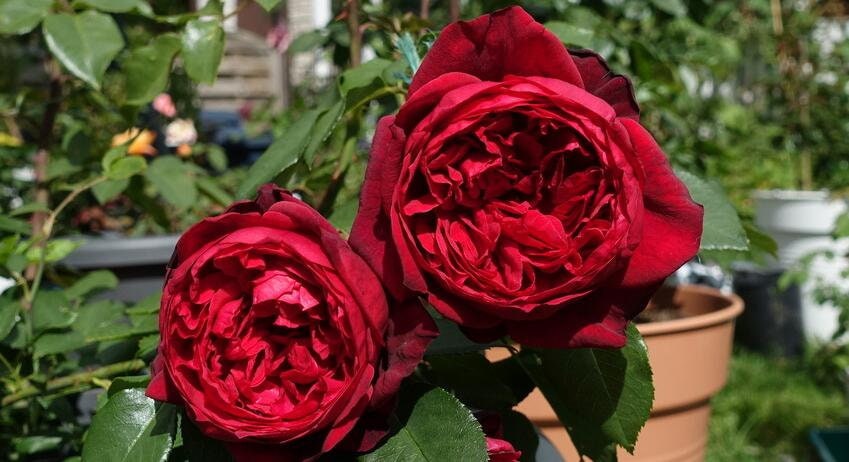 Rose 'Admiral' 海上将军