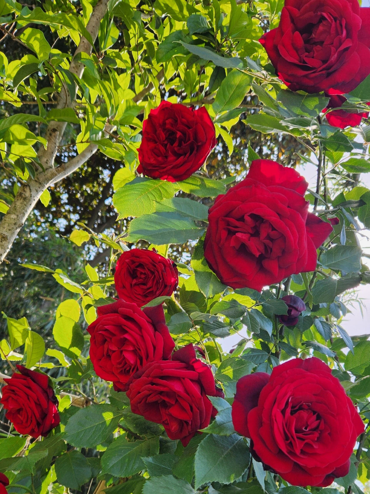 Rose 'Admiral' 海上将军
