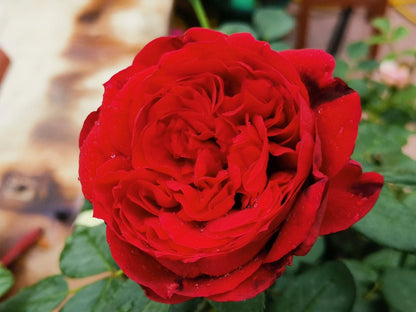 Rose 'Admiral' 海上将军