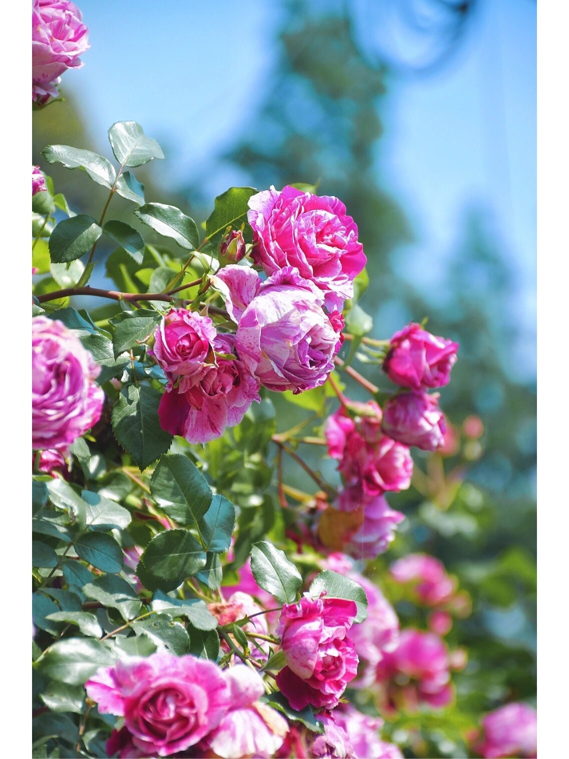 Striped Rose ’ Ines Sastre ｜伊蕾莎斯特 ‘