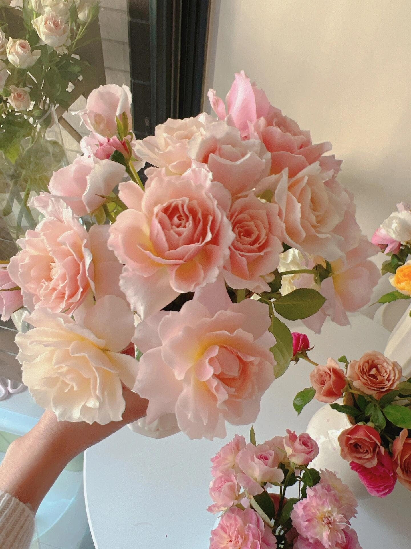 Rose  ‘Chou Chou｜シュシュ| 闪闪发光’