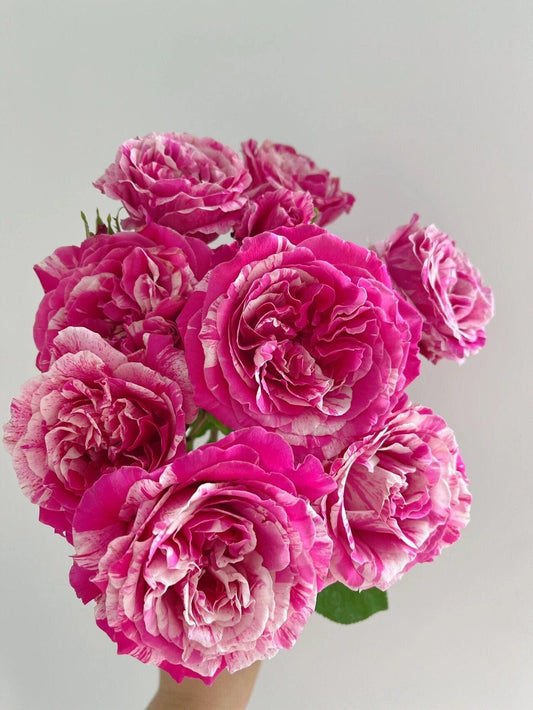 Striped Rose ’ Ines Sastre ｜伊蕾莎斯特 ‘