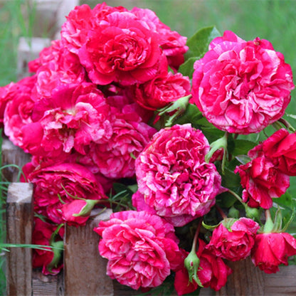 Striped Rose ’ Ines Sastre ｜伊蕾莎斯特 ‘