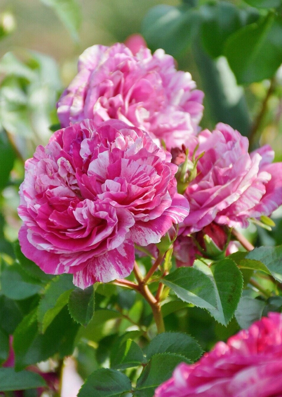 Striped Rose ’ Ines Sastre ｜伊蕾莎斯特 ‘
