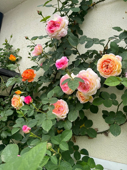 Climbing Rose  ‘ Rosomane Janon | 罗曼尼 詹森 ’