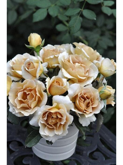 Rose ’ Eventail d'or | エバンタイユ・ドール |   金扇 折扇 - New Varieties 2021