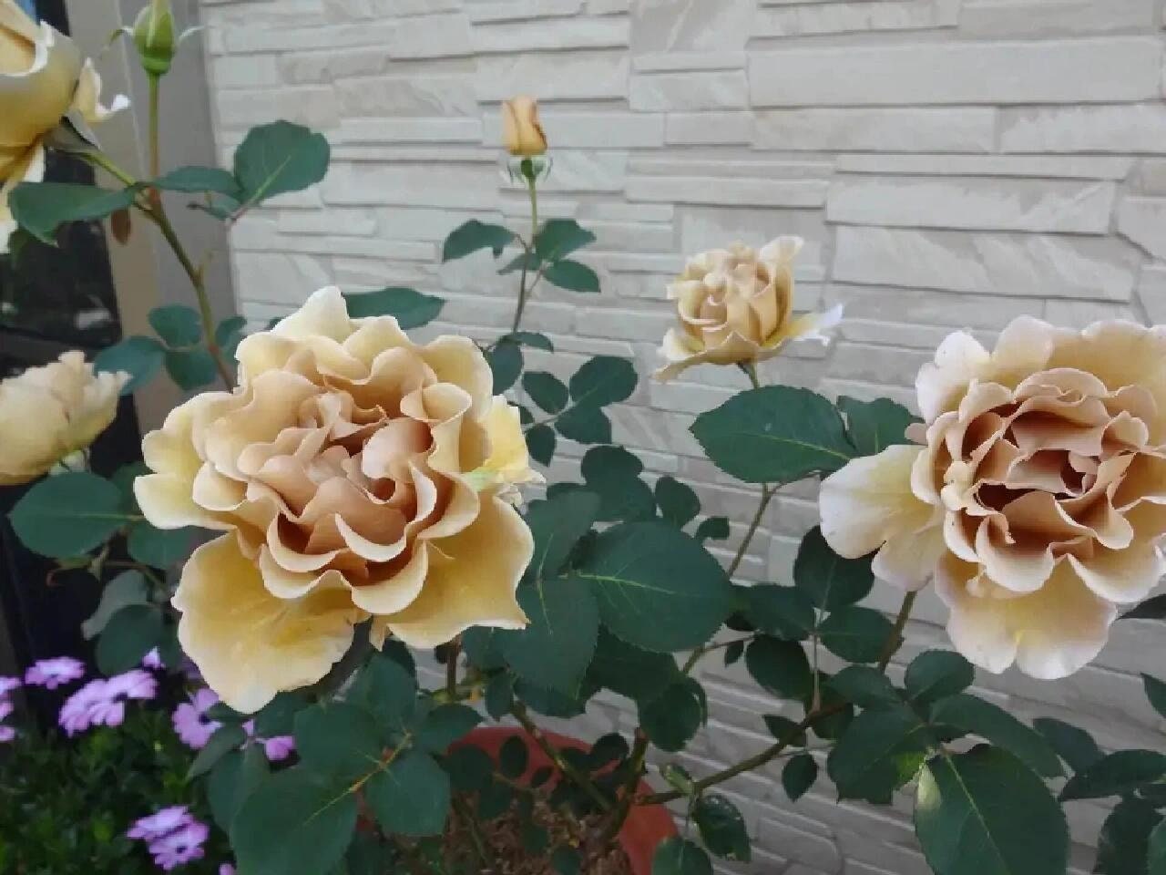 Rose ' Eventail d'or | エバンタイユ・ドール | 金扇 折扇 - New