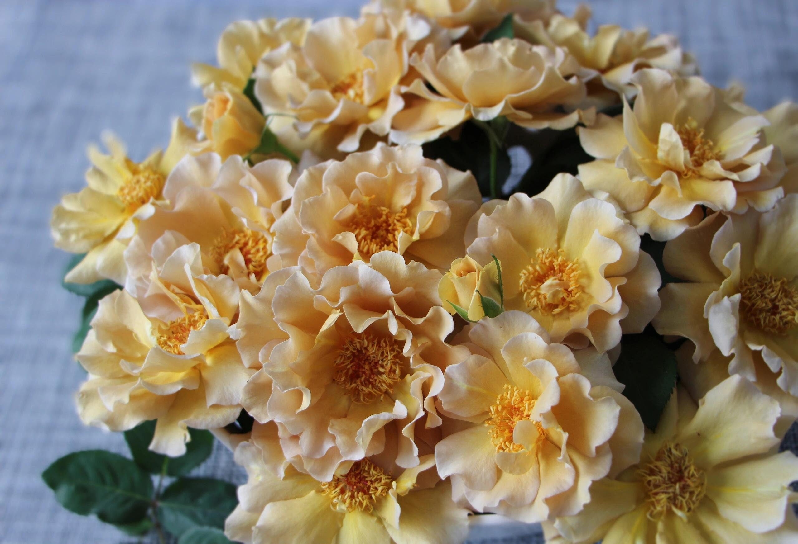 Rose ' Eventail d'or | エバンタイユ・ドール | 金扇 折扇 - New