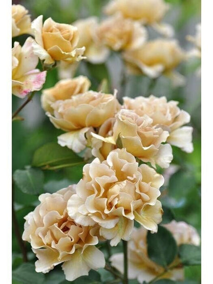 Rose ’ Eventail d'or | エバンタイユ・ドール |   金扇 折扇 - New Varieties 2021