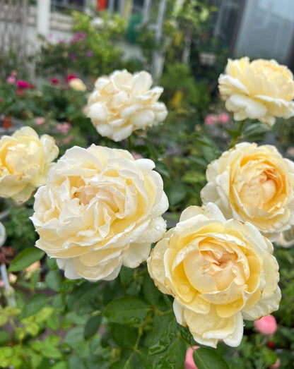 Yves Rose ’ Ivory Yves Piaget | 伊芙象牙伯爵 ‘