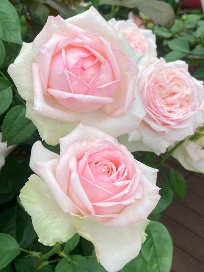 Rose  ‘Mona Lisa | モナリザ&nbsp; ｜蒙娜丽莎 ’