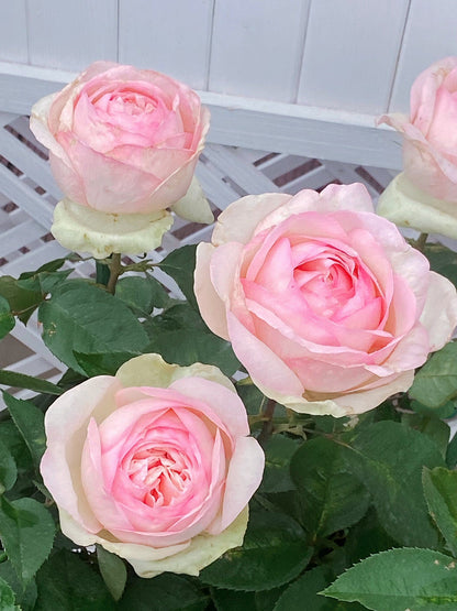 Rose  ‘Mona Lisa | モナリザ&nbsp; ｜蒙娜丽莎 ’