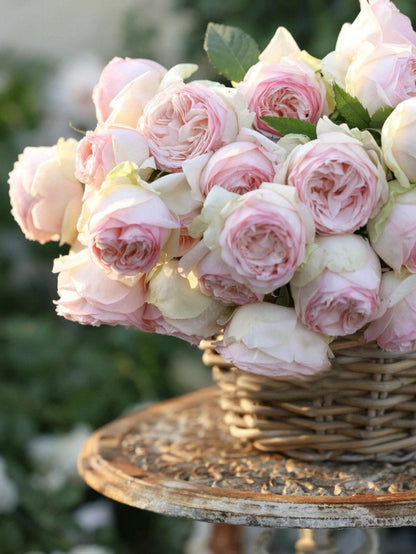 Rose  ‘Mona Lisa | モナリザ&nbsp; ｜蒙娜丽莎 ’