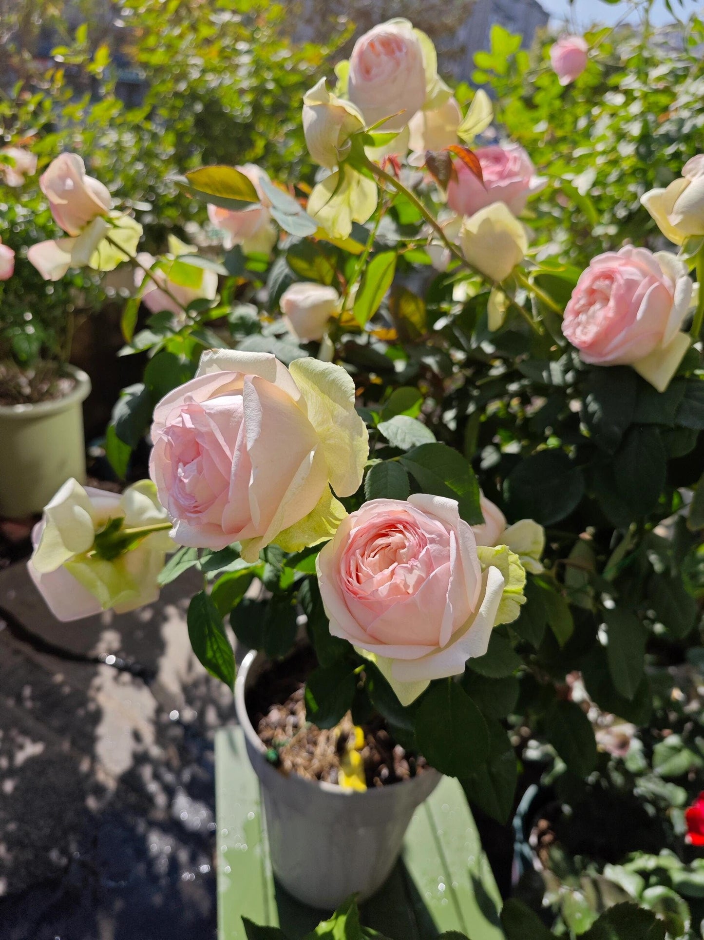 Rose  ‘Mona Lisa | モナリザ&nbsp; ｜蒙娜丽莎 ’