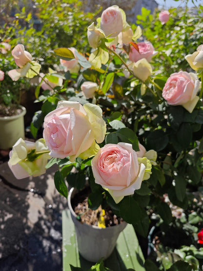 Rose  ‘Mona Lisa | モナリザ&nbsp; ｜蒙娜丽莎 ’