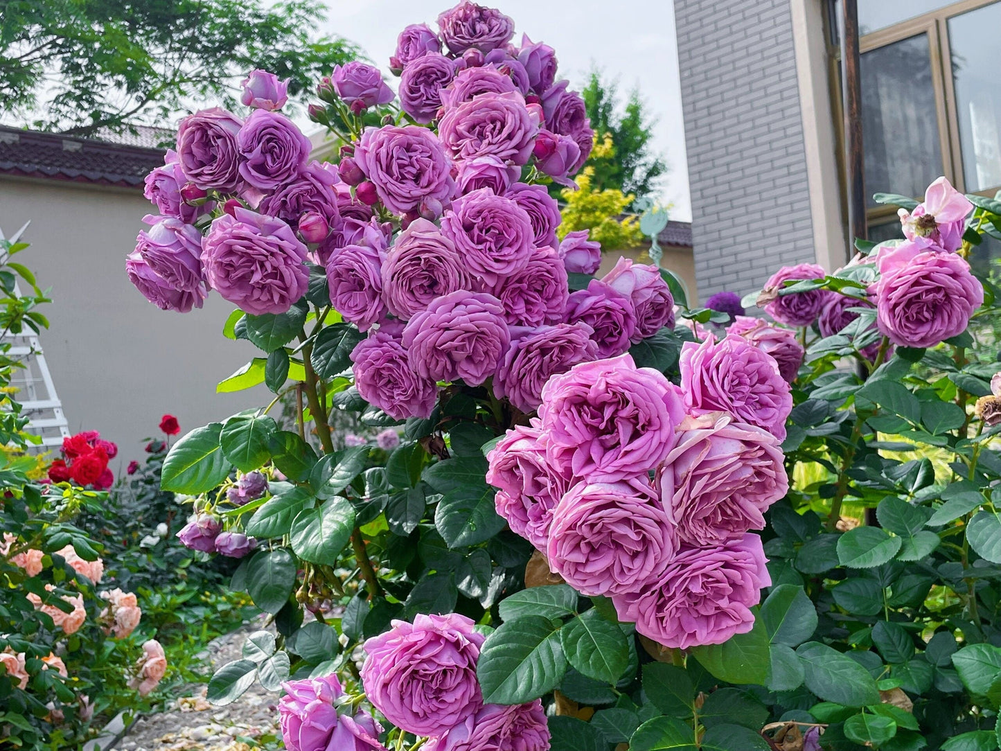 Rose  ’ Kinda Blue  | 微蓝  ‘