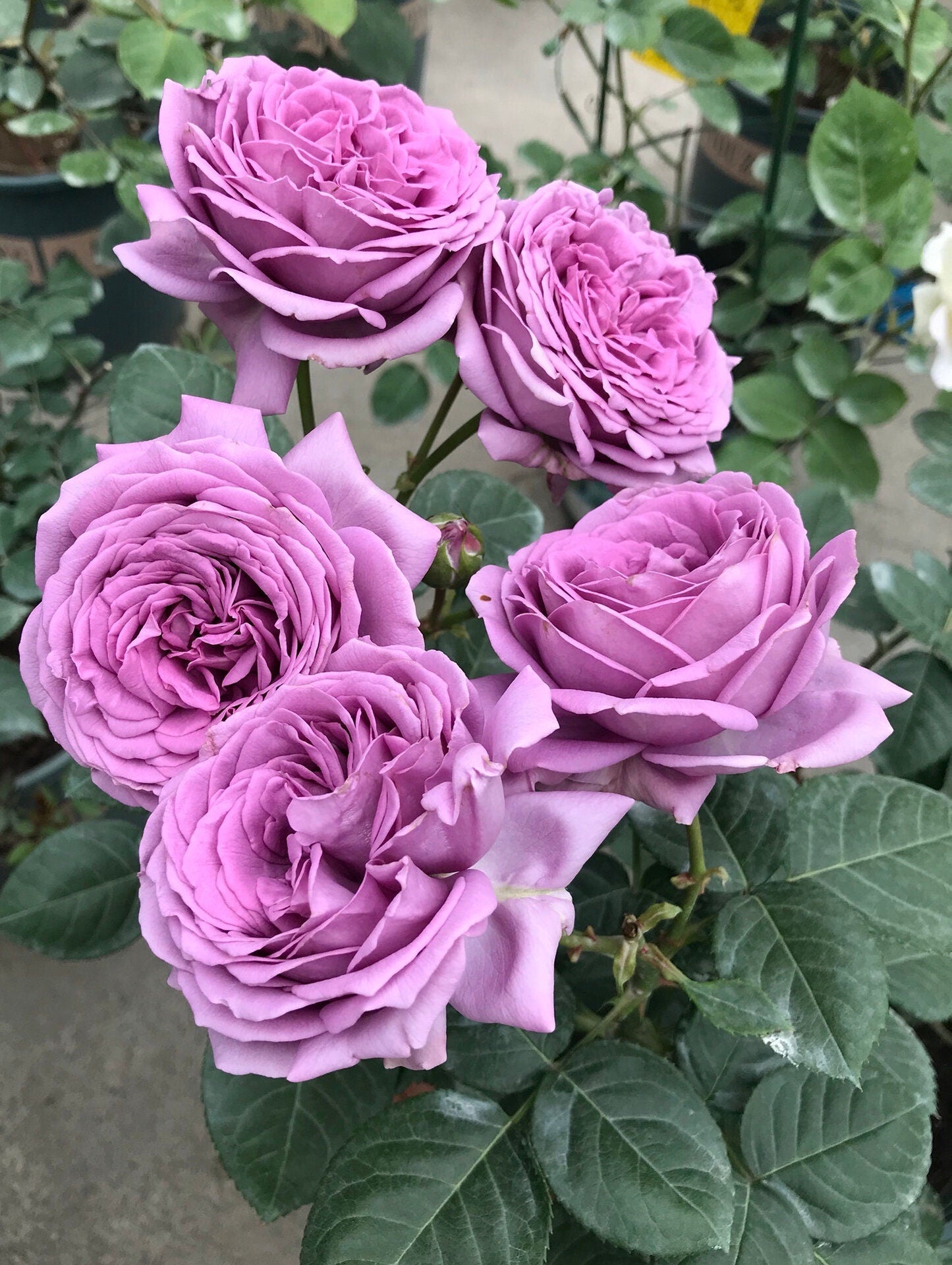 Rose  ’ Kinda Blue  | 微蓝  ‘