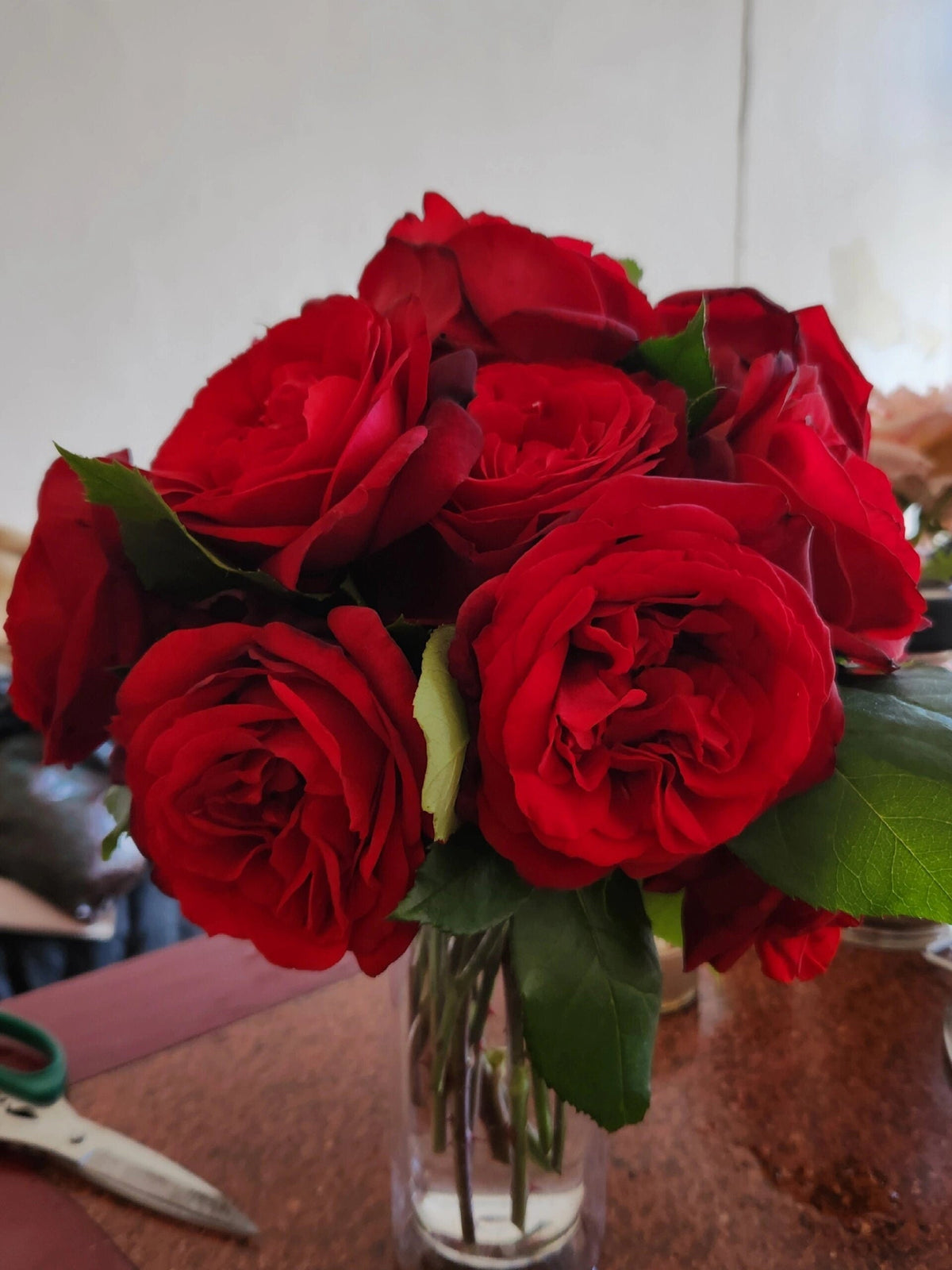 Rose 'Admiral' 海上将军