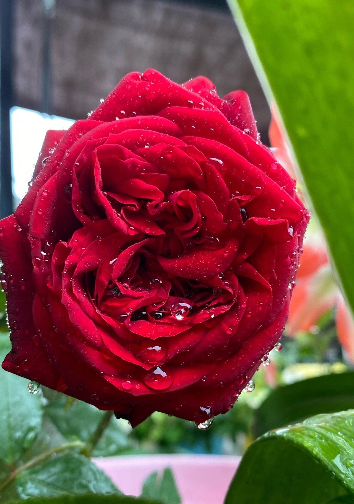 Rose 'Admiral' 海上将军