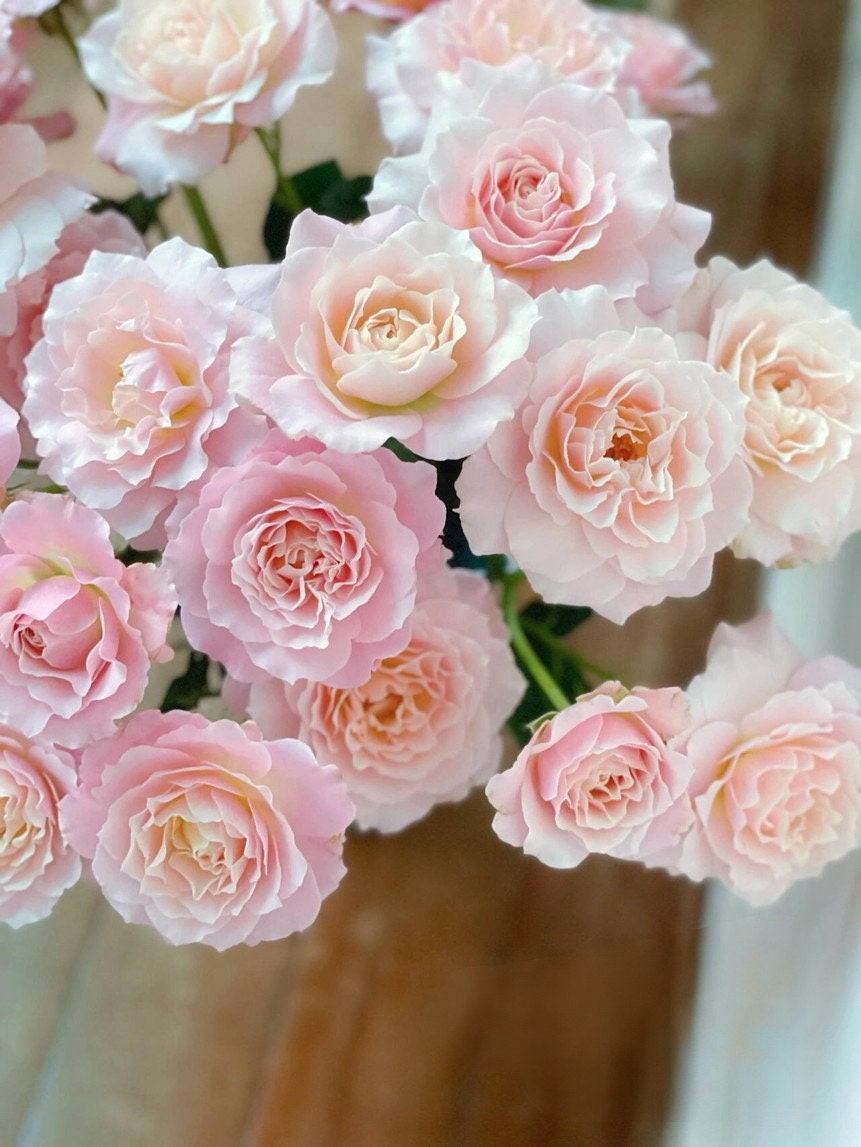 Rose  ‘Chou Chou｜シュシュ| 闪闪发光’