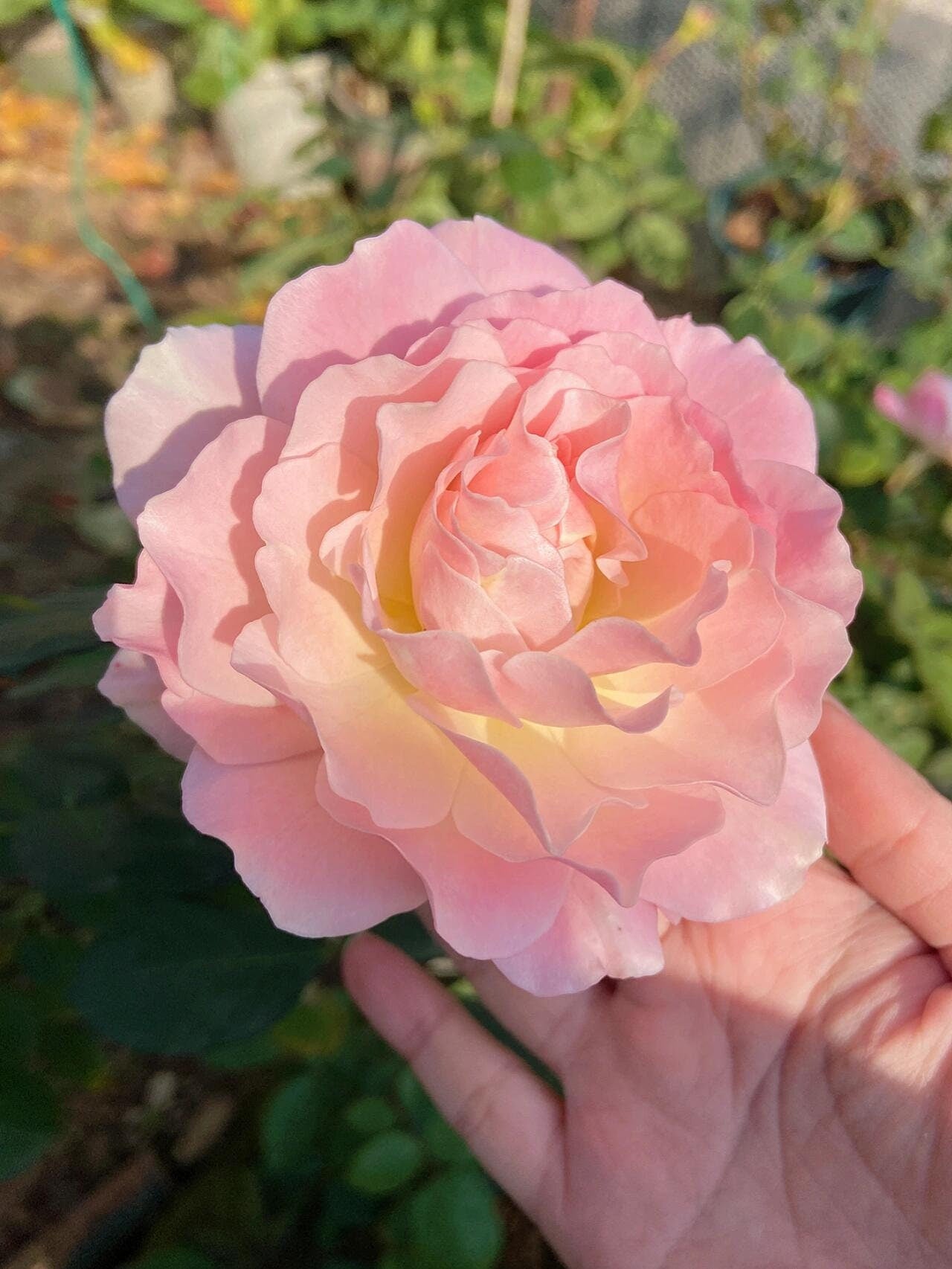Rose  ‘Chou Chou｜シュシュ| 闪闪发光’