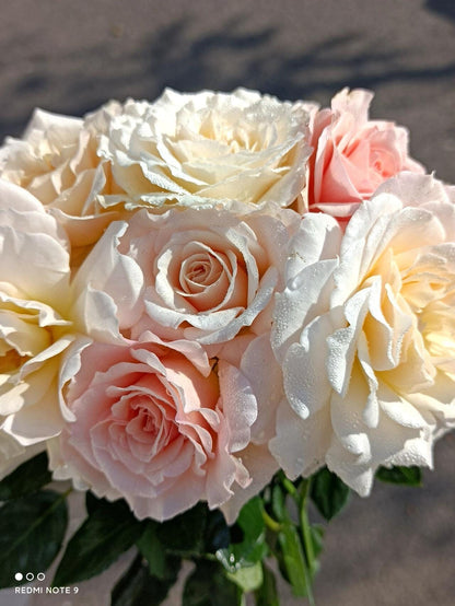 Rose  ‘Chou Chou｜シュシュ| 闪闪发光’