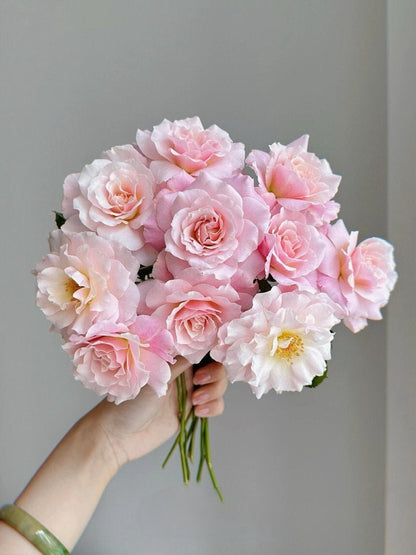 Rose  ‘Chou Chou｜シュシュ| 闪闪发光’