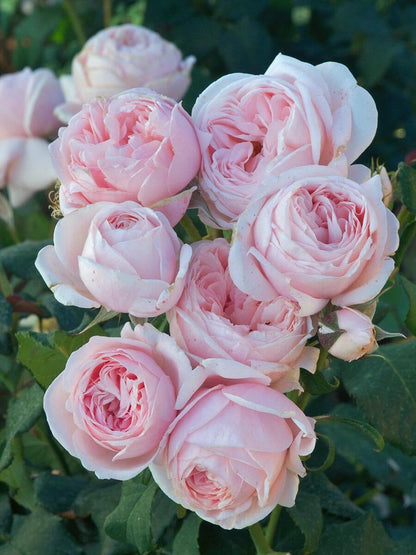 Rose  ' Nahéma ｜娜荷马 / 娜希玛 '