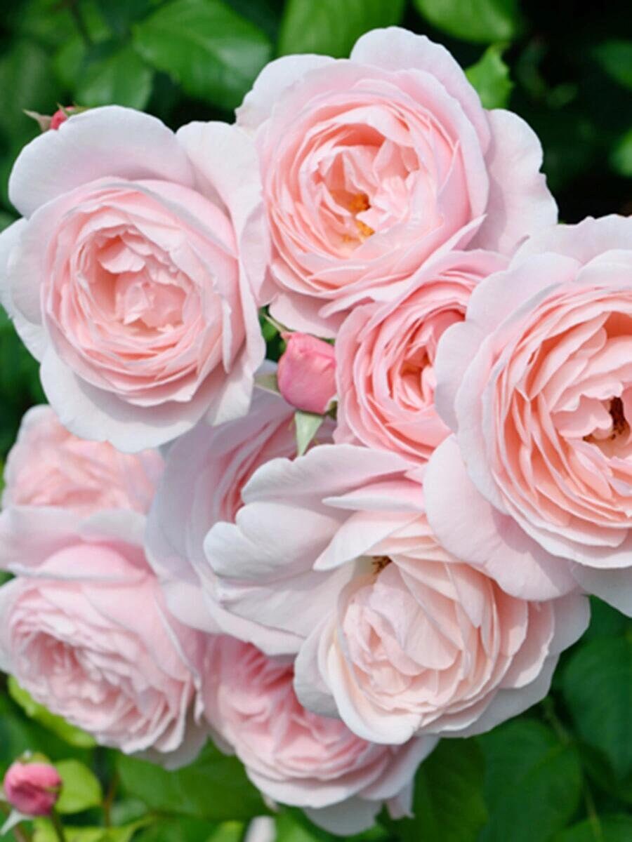 Rose  ' Nahéma ｜娜荷马 / 娜希玛 '