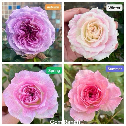 Rare Rose ‘ Kirkē ｜キルケ ｜ 瑟西 ’
