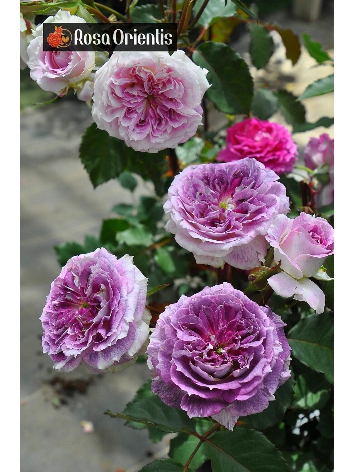 Rare Rose ‘ Kirkē ｜キルケ ｜ 瑟西 ’
