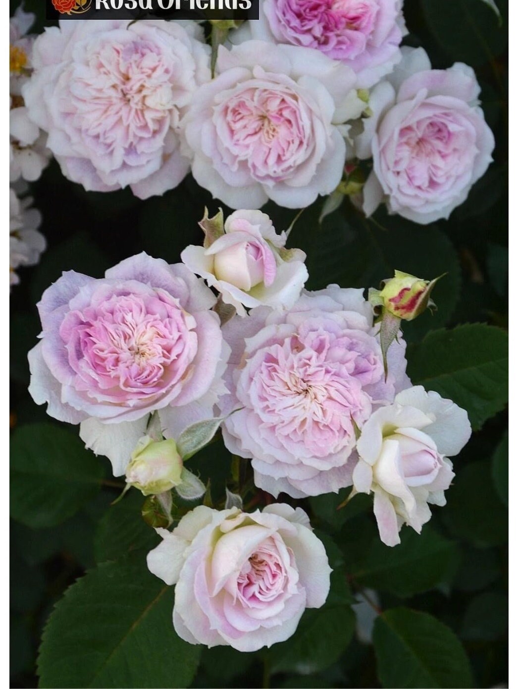 Rare Rose ‘ Kirkē ｜キルケ ｜ 瑟西 ’