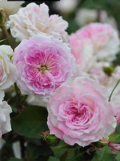 Rare Rose ‘ Kirkē ｜キルケ ｜ 瑟西 ’