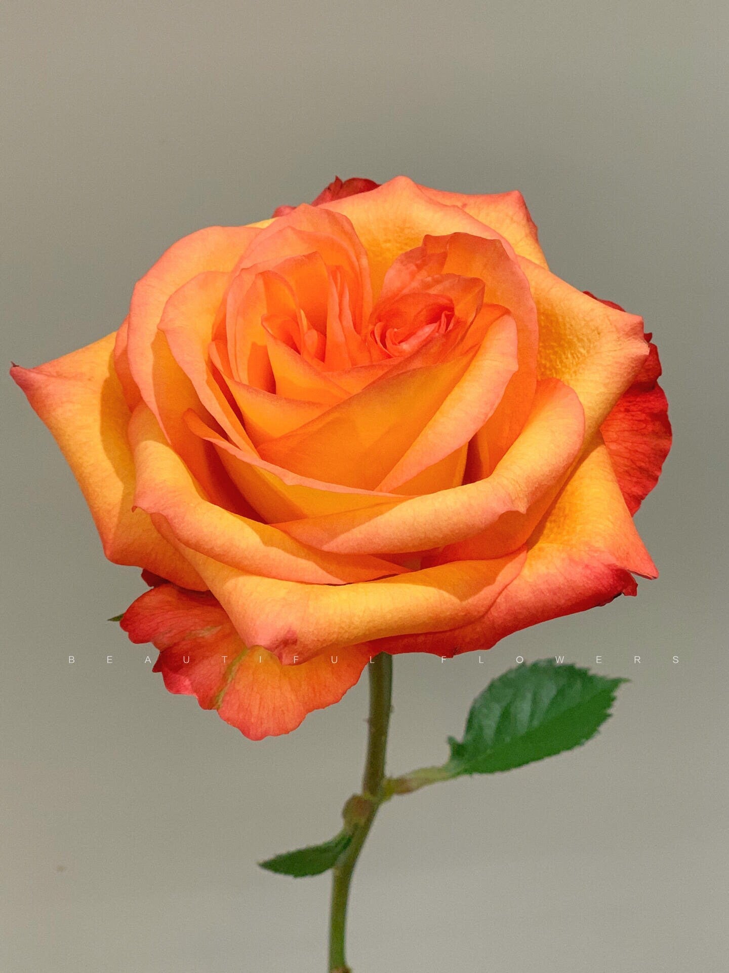 Rose  ' Golden Celebration| きんき | 金辉 ' -New variety