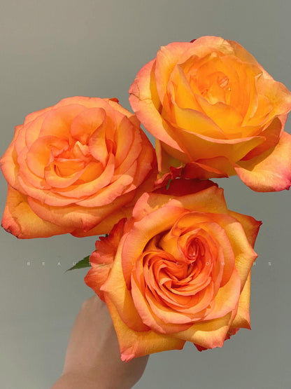 Rose  ' Golden Celebration| きんき | 金辉 ' -New variety