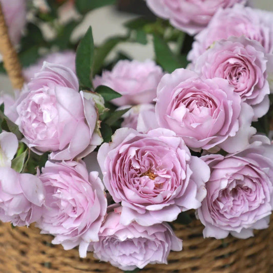 Rose  ‘Sky Hazy | 空濛 ’