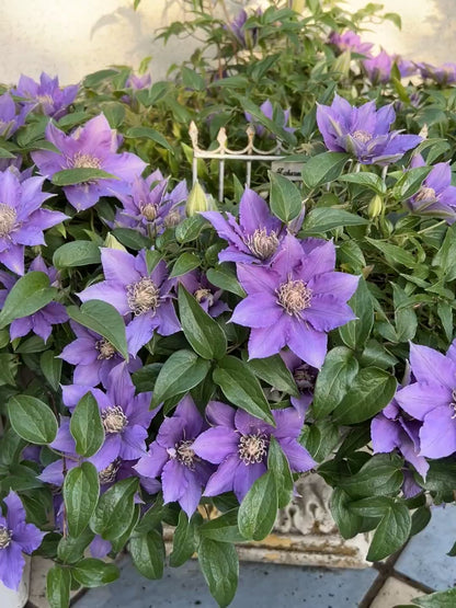 Clematis ’Bijou‘ 啤酒