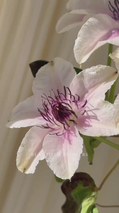 Clematis 'The Countess of Wessex  | 威赛斯夫人
