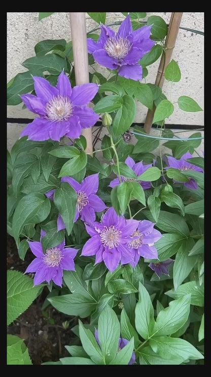 Clematis ’Bijou‘ 啤酒