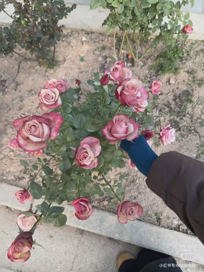 Rose ' Vintage  | 佳酿