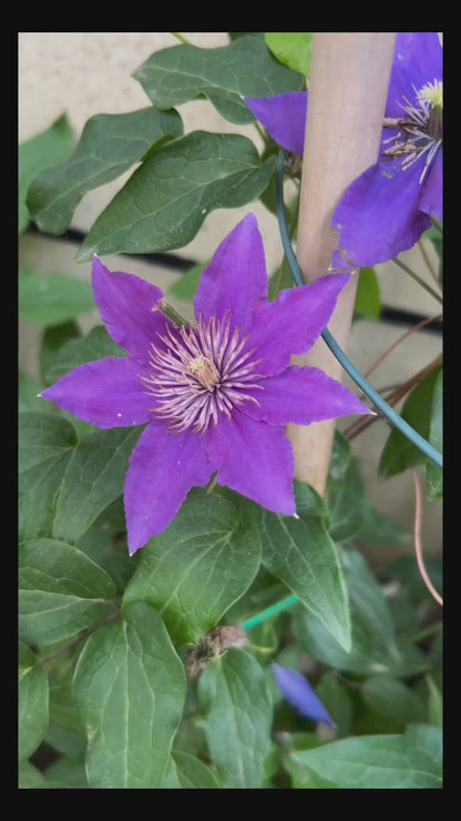 Clematis ’Bijou‘ 啤酒