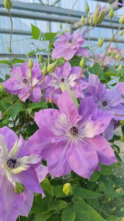 Clematis 'Reflections' / 倒影