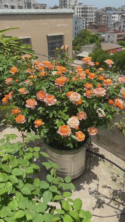 Rosa 'Juiced Terrazza '果汁阳台