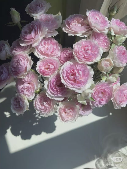 Rose ‘ Martha| マーサ ’  玛莎 | 木村卓功
